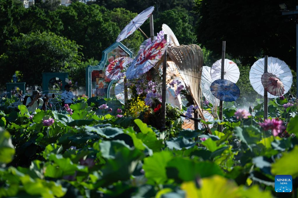 A visitor takes photos of lotus flowers at the Taipa Houses Museum in Macao, south China, July 6, 2025. The 25th Macao Lotus Flower Festival is held here from July 6 to 20. (Photo: Xinhua)