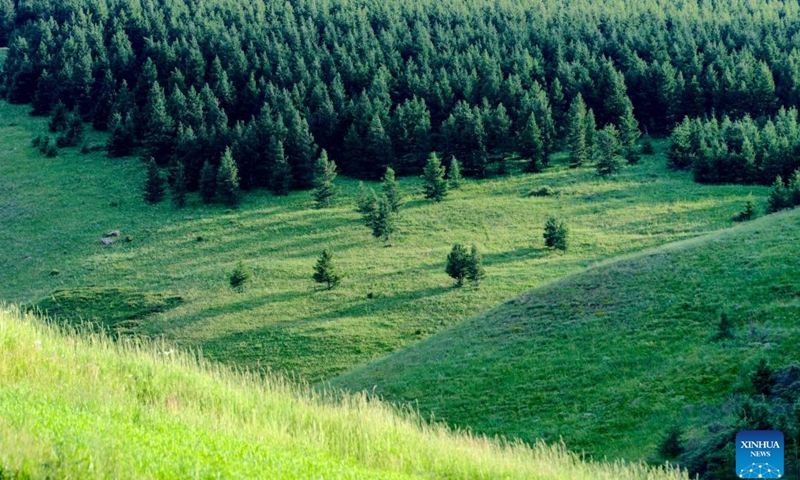 This photo taken on July 5, 2025 shows the scenery of a grassland at Huanghuawopu Village in Hohhot, north China's Inner Mongolia Autonomous Region. (Photo: Xinhua)