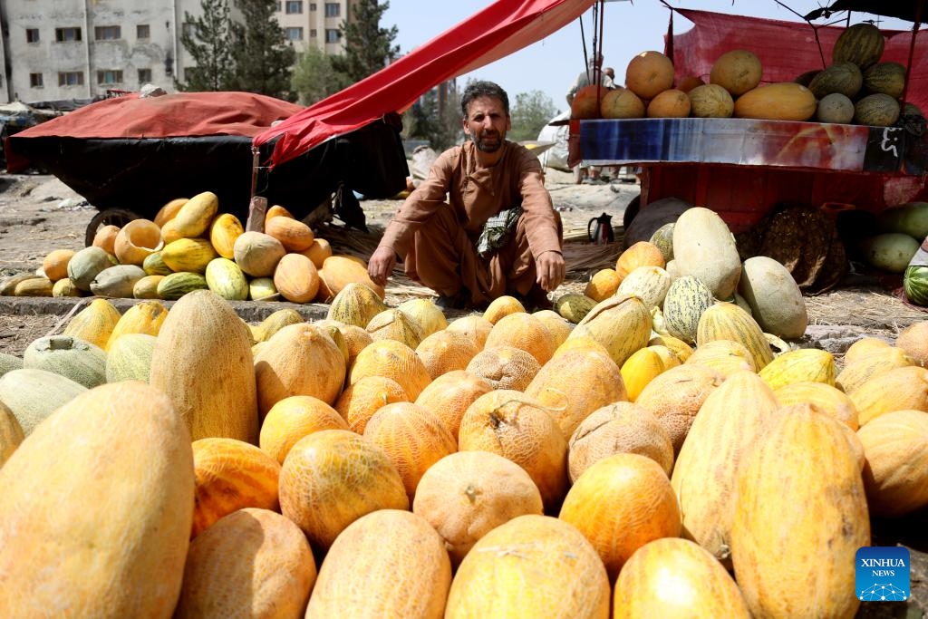 A vendor sells melons at a local market in Kabul, Afghanistan, July 10, 2025. Melon is one of Afghanistan's most renowned and widely exported fruits, cultivated across various provinces in the country. Afghanistan's hot and dry climate provides ideal conditions for growing fragrant and sweet melons. (Photo: Xinhua)