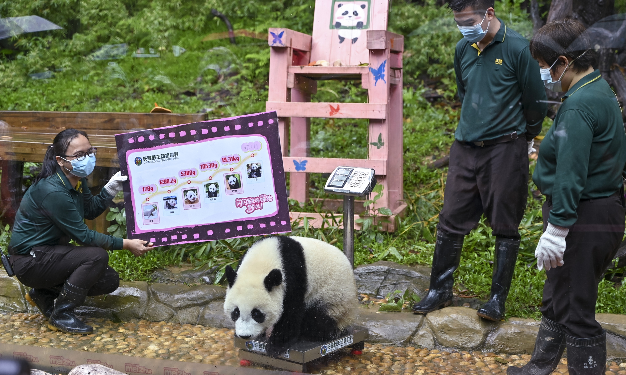 Zookeepers weigh giant panda cub Mei Zhu during her birthday party in Guangzhou, South China's Guangdong Province, on June 18, 2025. Photos on this page: VCG
