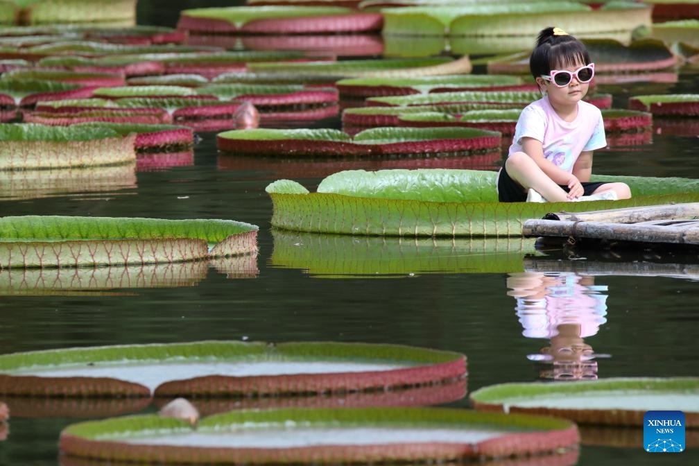 A kid sits on a leaf of a giant water lily at the Xishuangbanna Tropical Botanical Garden of the Chinese Academy of Sciences (CAS) in Mengla County, Xishuangbanna Dai Autonomous Prefecture, southwest China's Yunnan Province, July 12, 2025. Tourist destinations in Yunnan entered their peak tourism season as summer vacation began. (Photo: Xinhua)