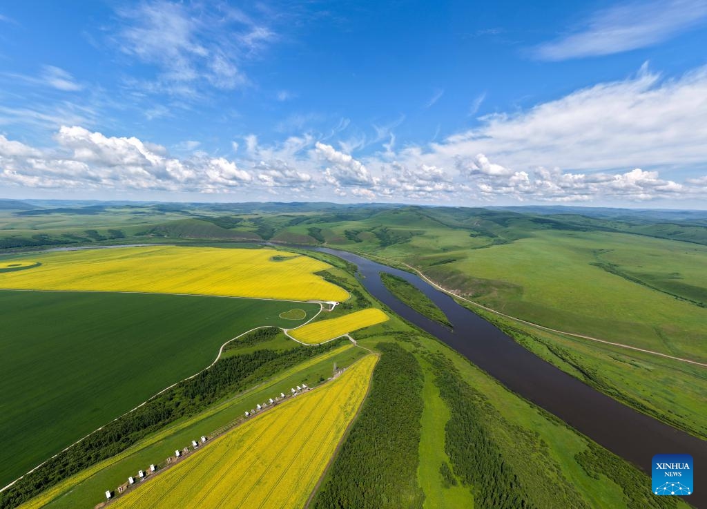 A stitched drone photo shows a rapeseed flower field and the Ergun River in Ergun of Hulun Buir, north China's Inner Mongolia Autonomous Region, July 12, 2025. (Photo: Xinhua)