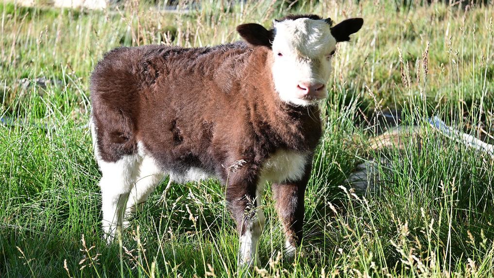 This undated photo provided by the Institute of Animal Sciences under the Chinese Academy of Agricultural Sciences shows a somatic cell-cloned dzo in Qushui County of Lhasa, southwest China's Xizang Autonomous Region. (Photo: Xinhua)