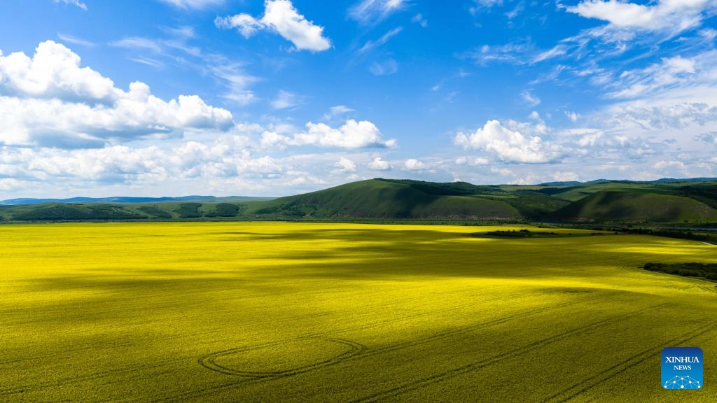 An aerial drone photo shows a rapeseed flower field and the Ergun River in Ergun of Hulun Buir, north China's Inner Mongolia Autonomous Region, July 12, 2025. (Photo: Xinhua)