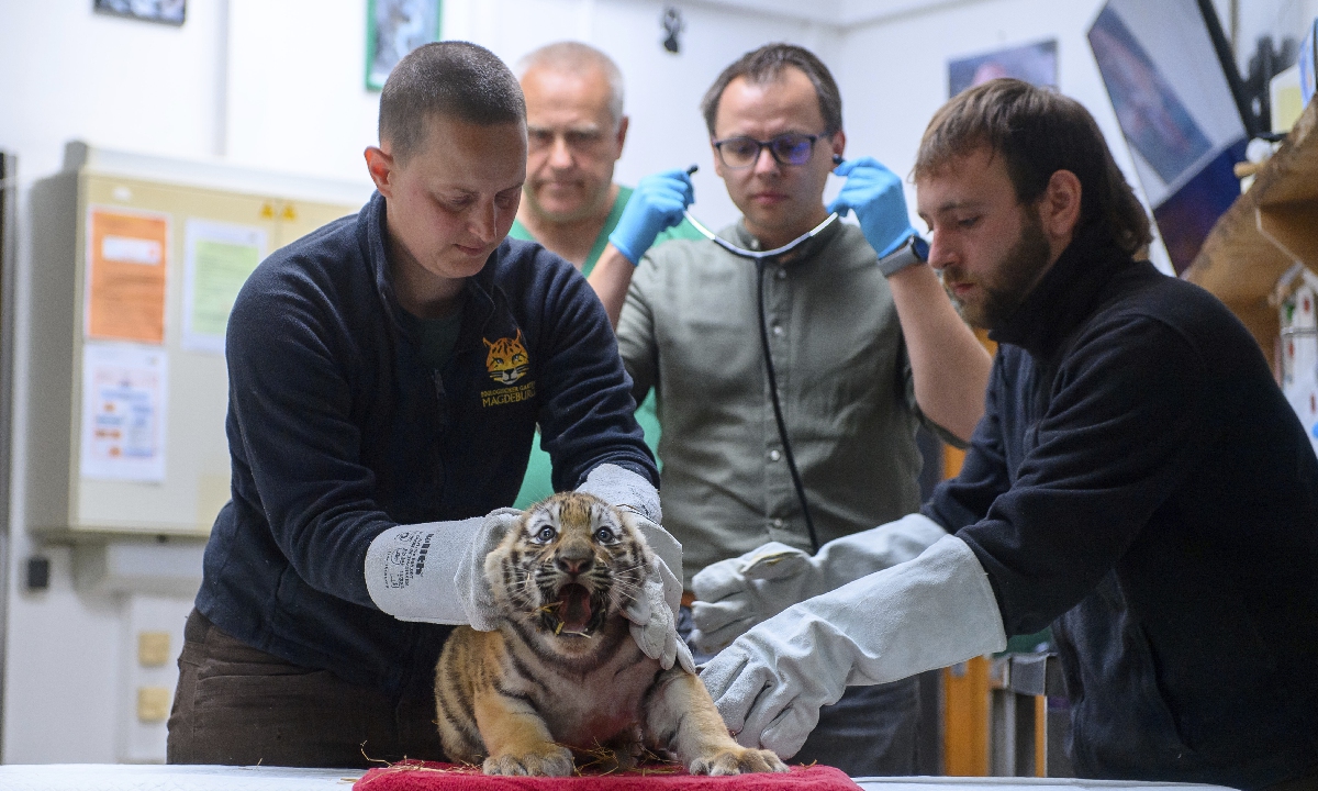 Keepers from Magdeburg Zoo prepare an eight-week-old Siberian tiger for an examination on July 14, 2025, Magdeburg, Germany. The cub is one of four Siberian tigers that were born on May 20, 2025 and were vaccinated and chipped that morning. Photo: VCG