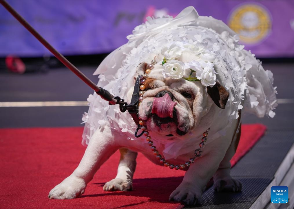 A dressed up dog is seen during a dog fashion show in Vancouver, Canada, July 12, 2025. An outdoor pet festival kicked off here on Saturday, featuring a dog fashion show. (Photo: Xinhua)