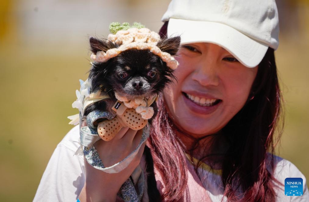 A dressed up dog is seen during a dog fashion show in Vancouver, Canada, July 12, 2025. An outdoor pet festival kicked off here on Saturday, featuring a dog fashion show. (Photo: Xinhua)