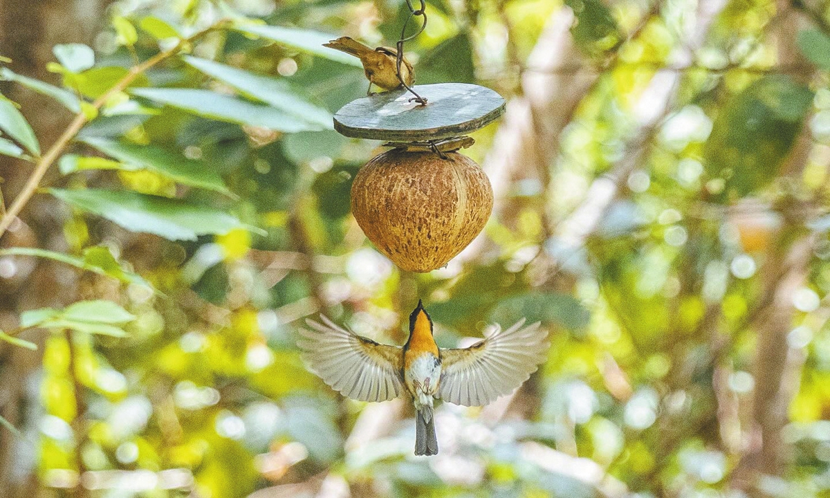 A hill blue flycatcher (Cyornis whitei) feeds on insects in a feeder set up by birdwatchers in Xishuangbanna, Southwest China's Yunnan Province, in May 2024. Photo: Shan Jie/GT