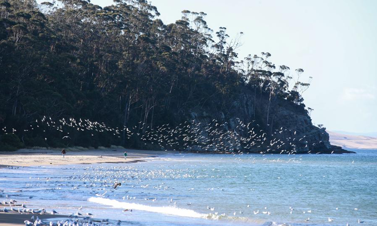 Flocks of seagulls perch on Kingston Beach on the outskirts of Hobart, Australia, on July 16, 2025. (Xinhua/Ma Ping)

