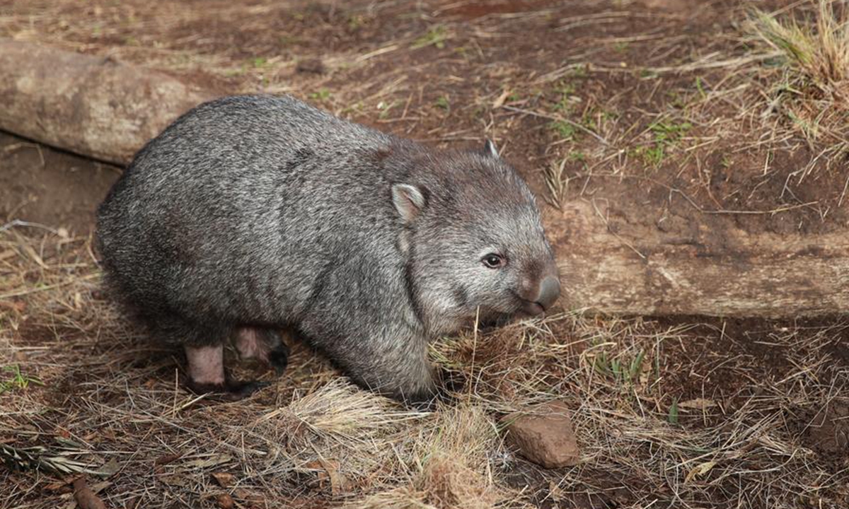 A wombat is pictured at the Bonorong Wildlife Sanctuary on the outskirts of Hobart, Australia, on July 17, 2025. (Xinhua/Ma Ping)

