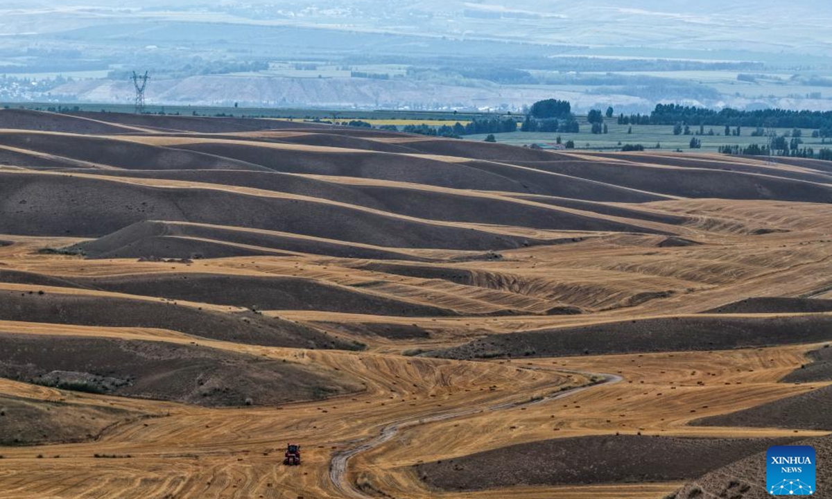 An aerial drone photo taken on July 31, 2025 shows wheat fields in Tekes County, Ili Kazak Autonomous Prefecture, northwest China's Xinjiang Uygur Autonomous Region. Mature wheat is ready for harvest in Tekes. Local farmers are seizing favorable weather conditions to conduct summer harvesting. (Xinhua/Zhao Yusi)