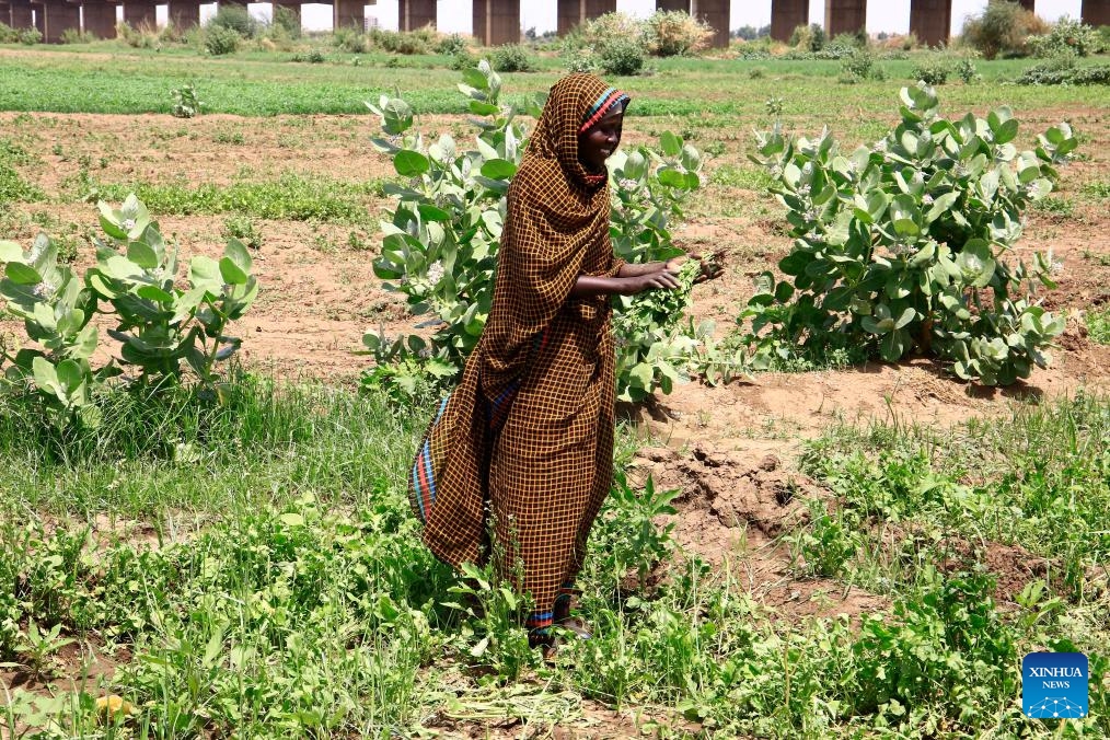A farmer harvests arugula at Al-Manara neighborhood in Omdurman, north of the Sudanese capital Khartoum, Sudan on July 19, 2025. (Photo: Xinhua)