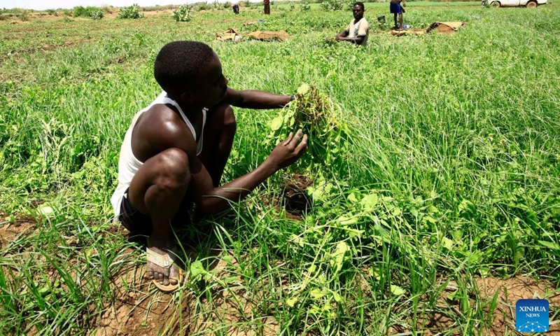 Farmers harvest arugula at Al-Manara neighborhood in Omdurman, north of the Sudanese capital Khartoum, Sudan on July 19, 2025. (Photo: Xinhua)