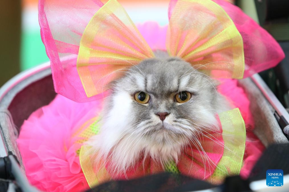 A cat attends a pet fashion show event held in a shopping mall in Bangkok, Thailand, July 20, 2025. (Photo: Xinhua)