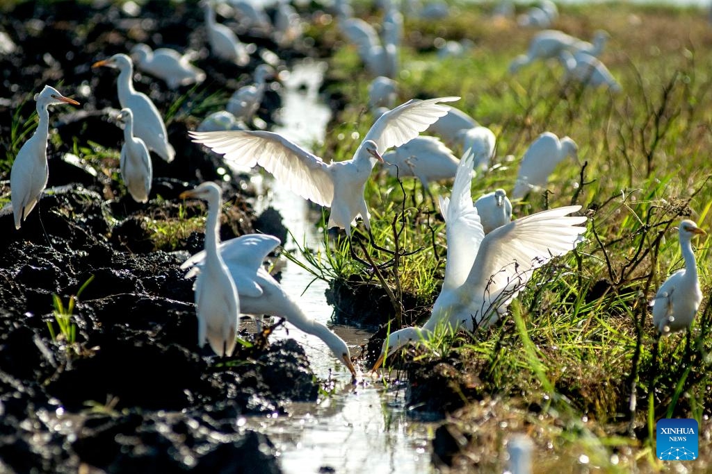 This photo taken on July 19, 2025 shows a herd of egrets foraging at a paddy field in Bantul regency, Yogyakarta, Indonesia. (Photo: Xinhua)