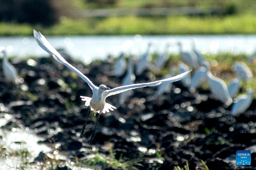 This photo taken on July 19, 2025 shows an egret flying near a farmer at a paddy field in Bantul regency, Yogyakarta, Indonesia. (Photo: Xinhua)