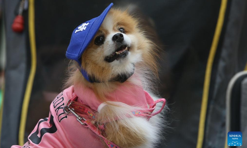 A dog attends a pet fashion show event held in a shopping mall in Bangkok, Thailand, July 20, 2025. (Photo: Xinhua)