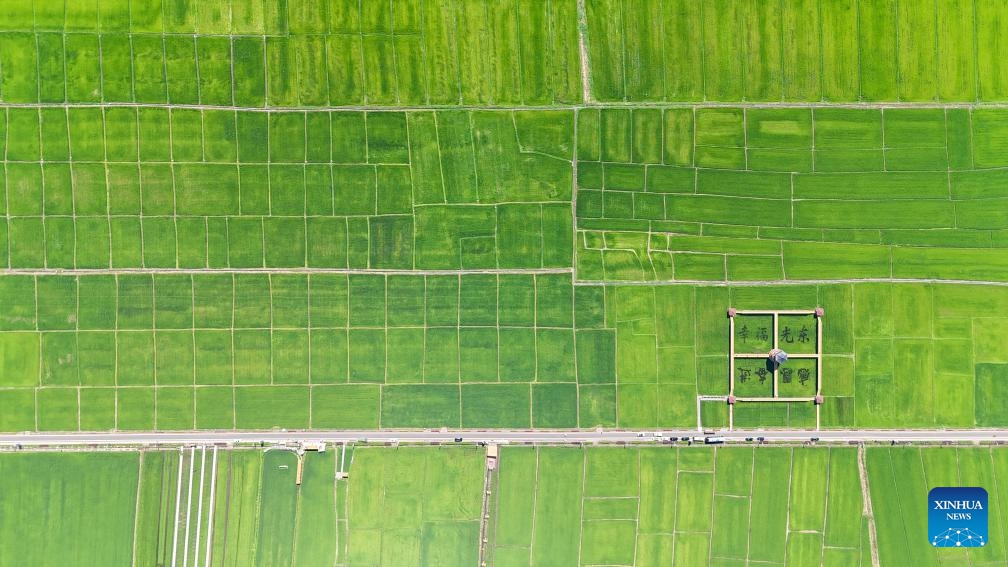 An aerial drone photo taken on July 18, 2025 shows a view of the paddy fields in Guangdong Village, Helong City, northeast China's Jilin Province. Guangdong, a border village in Jilin Province of northeast China, received over 200,000 visits in 2024, accumulating an income of over 1 million yuan (about 139,317 U.S. dollars). (Photo:Xinhua)