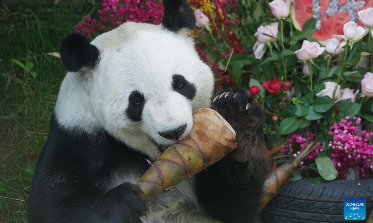 Giant panda Shuangxin enjoys a meal at the Xining Panda House in Xining, northwest China's Qinghai Province, July 26, 2025. A special event was held on Saturday to celebrate the birthdays of giant pandas Shuangxin and Hexing at the Xining Panda House. (Xinhua/Geng Huihuang)