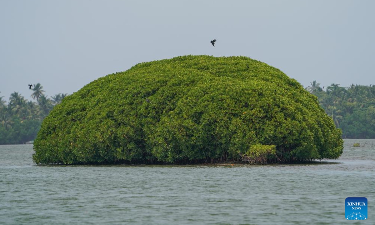This photo taken on July 25, 2025 shows mangroves near the lagoon in Negombo, Sri Lanka. July 26 marks the International Day for the Conservation of the Mangrove Ecosystem. Sri Lanka's mangroves play an important role in purifying seawater, buffering coastal storms, sequestering carbon and sustaining biodiversity. (Photo by Thilina Kaluthotage/Xinhua)