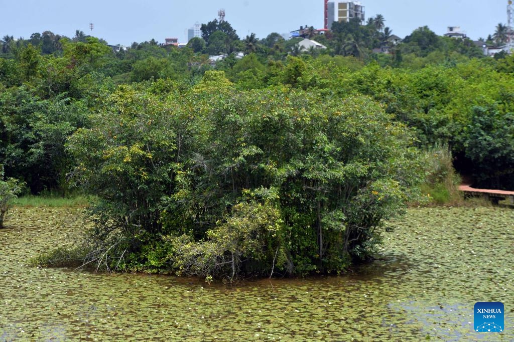 This photo taken on July 24, 2025 shows a view of mangroves at Beddagana Wetland Park on the outskirts of Colombo, Sri Lanka. July 26 marks the International Day for the Conservation of the Mangrove Ecosystem. Sri Lanka's mangroves play an important role in purifying seawater, buffering coastal storms, sequestering carbon and sustaining biodiversity. (Photo by Gayan Sameera/Xinhua)