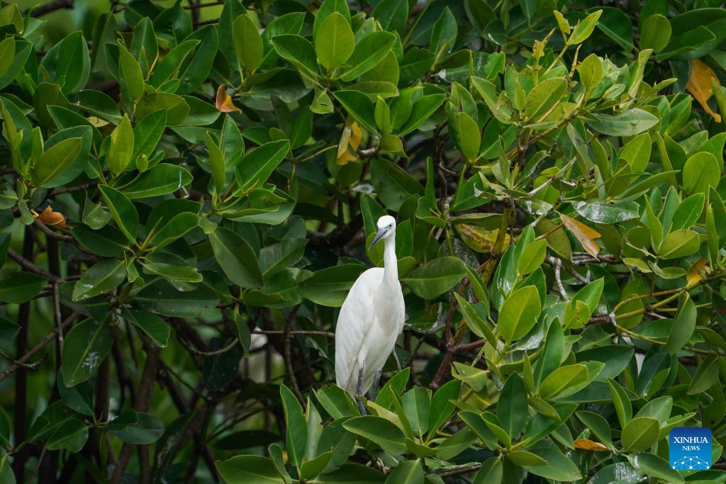 This photo taken on July 25, 2025 shows a view of mangroves with herons near the lagoon in Negombo, Sri Lanka. July 26 marks the International Day for the Conservation of the Mangrove Ecosystem. Sri Lanka's mangroves play an important role in purifying seawater, buffering coastal storms, sequestering carbon and sustaining biodiversity. (Photo by Thilina Kaluthotage/Xinhua)