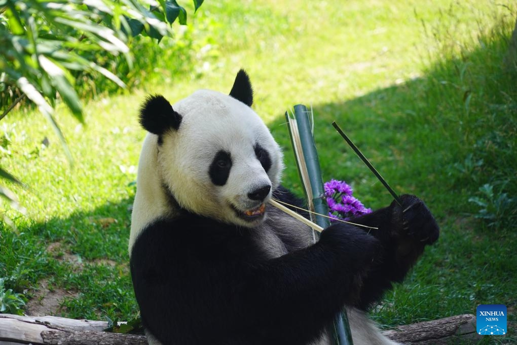 Giant panda Hexing enjoys a meal at the Xining Panda House in Xining, northwest China's Qinghai Province, July 26, 2025. A special event was held on Saturday to celebrate the birthdays of giant pandas Shuangxin and Hexing at the Xining Panda House. (Xinhua/Geng Huihuang)