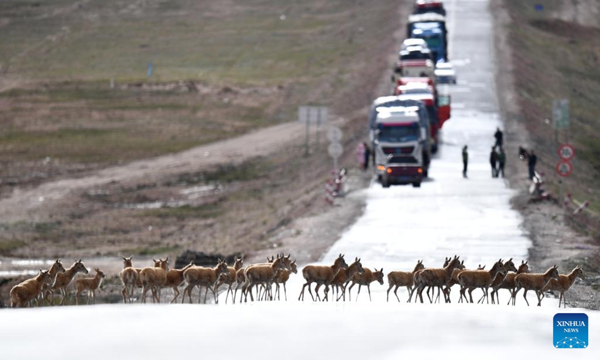 This file photo taken on July 28, 2023 shows a herd of Tibetan antelopes crossing a road en route to their habitat in Sanjiangyuan area, northwest China's Qinghai Province. (Xinhua/Zhang Hongxiang)