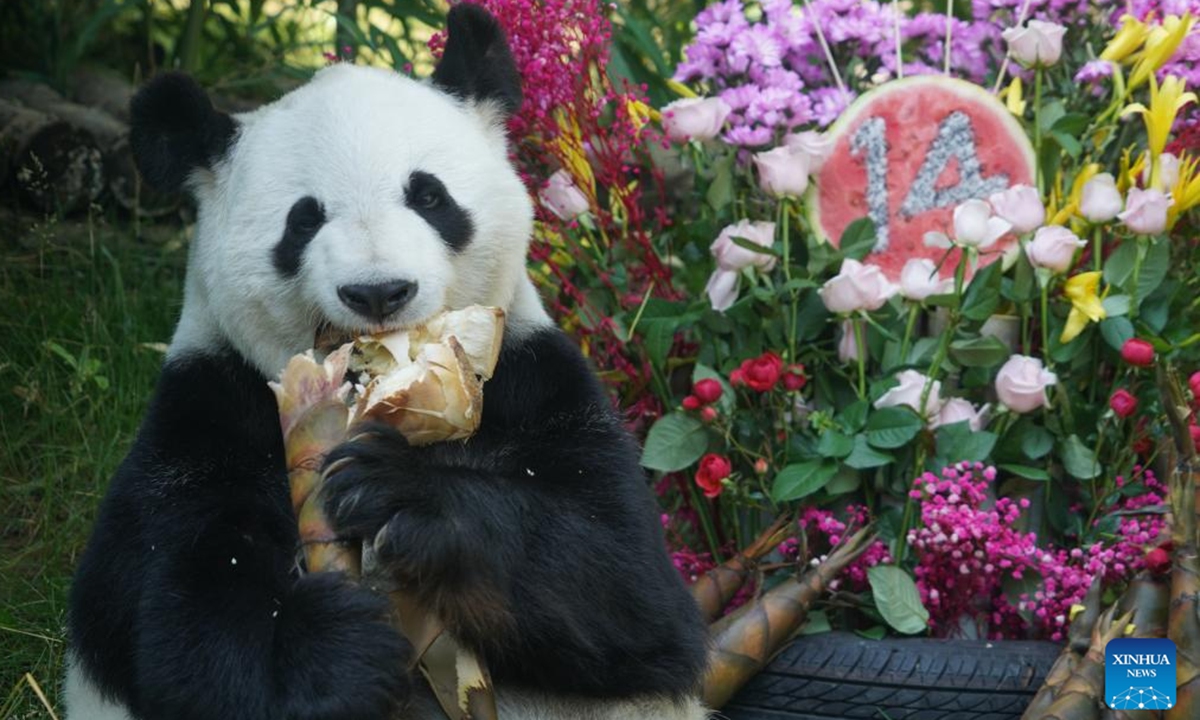 Giant panda Shuangxin enjoys a meal at the Xining Panda House in Xining, northwest China's Qinghai Province, July 26, 2025. A special event was held on Saturday to celebrate the birthdays of giant pandas Shuangxin and Hexing at the Xining Panda House. (Xinhua/Geng Huihuang)


