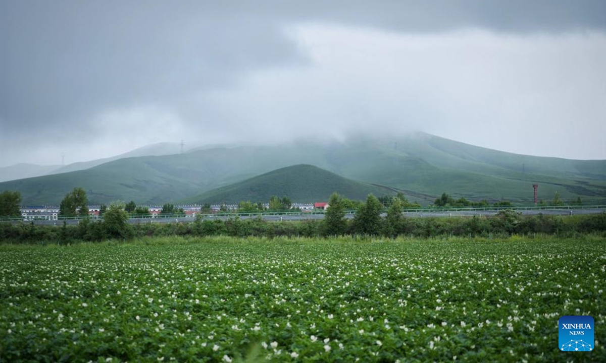 An aerial drone photo taken on July 26, 2025 shows the scenery of the grasslands in Bashang area of Fengning Manchu Autonomous County, Chengde, north China's Hebei Province. (Xinhua/Xing Guangli)