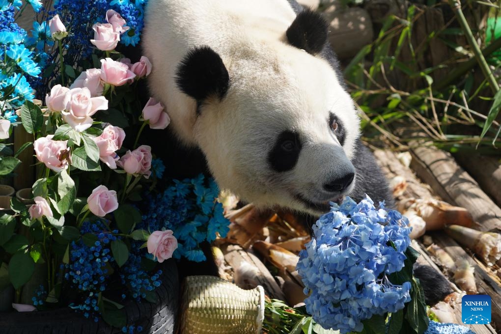 Giant panda Hexing has fun at the Xining Panda House in Xining, northwest China's Qinghai Province, July 26, 2025. A special event was held on Saturday to celebrate the birthdays of giant pandas Shuangxin and Hexing at the Xining Panda House. (Xinhua/Geng Huihuang)