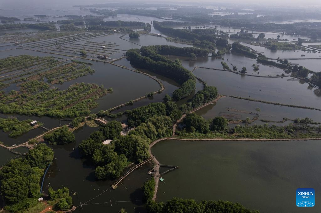 An aerial drone photo shows the mangrove forest on the coast near Tarumajaya village, in Bekasi district of West Java province, Indonesia, July 26, 2025. July 26 marks the International Day for the Conservation of the Mangrove Ecosystem. Adopted by the General Conference of the United Nations Educational, Scientific and Cultural Organisation (UNESCO) in 2015, this special day aims to raise awareness of the importance of mangrove ecosystems as unique, special and vulnerable ecosystem and to promote solutions for their sustainable management, conservation and uses. (Photo: Xinhua)