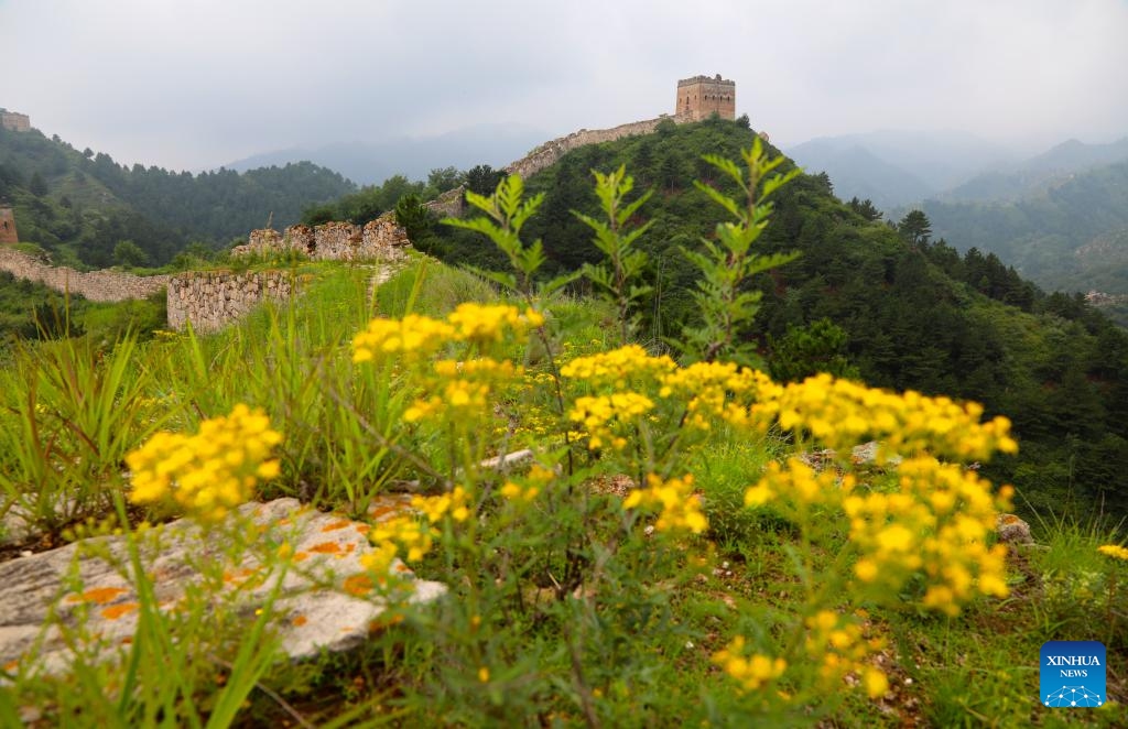 This photo shows a view of the Great Wall on Taihang Mountains in Laiyuan County, north China's Hebei Province, July 26, 2025. (Photo: Xinhua)