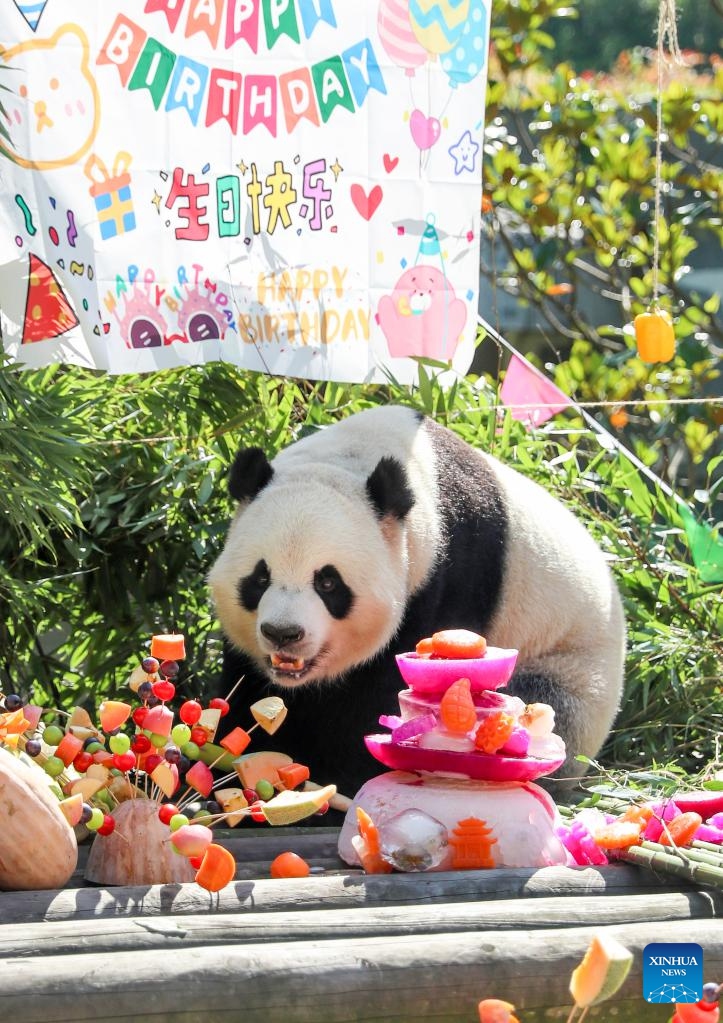 Giant panda Yi Jia enjoys a birthday meal at a giant panda conservation complex on Huaying Mountain in Guang'an City, southwest China's Sichuan Province, July 27, 2025. A birthday party was held here to celebrate the birthday of giant pandas Lin Xi and Yi Jia.（Photo: Xinhua)