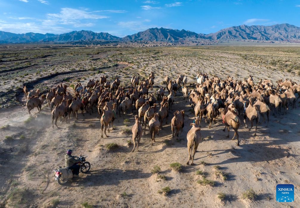 An aerial drone photo taken on July 26, 2025 shows camels on their summer migration journey in the Kazak Autonomous County of Aksay, northwest China's Gansu Province. Herders in Jia'erwuzong Village of Aksay move their camels to the summer pastures of Qilian every summer, allowing the grasslands to rejuvenate and ensuring the sustainability of their animal husbandry. (Photo: Xinhua)