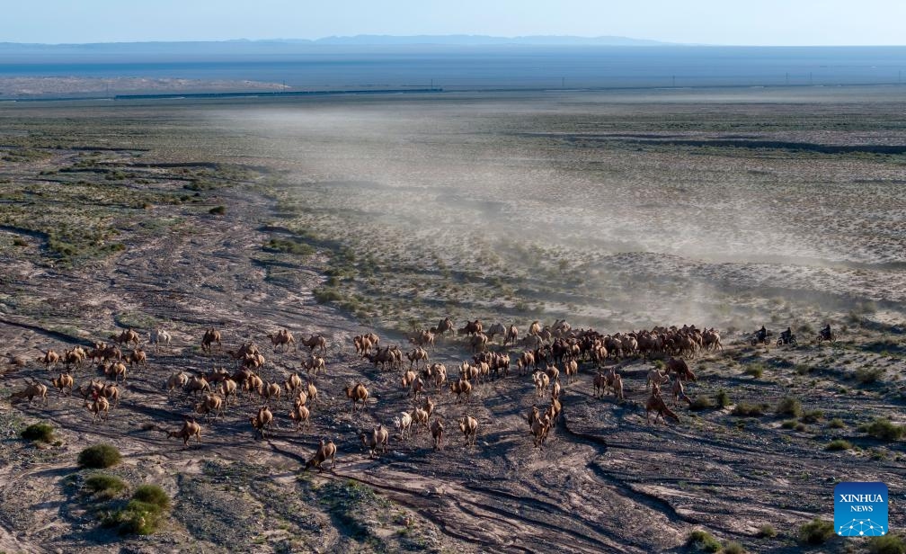 An aerial drone photo taken on July 26, 2025 shows camels on their summer migration journey in the Kazak Autonomous County of Aksay, northwest China's Gansu Province. Herders in Jia'erwuzong Village of Aksay move their camels to the summer pastures of Qilian every summer, allowing the grasslands to rejuvenate and ensuring the sustainability of their animal husbandry. (Photo: Xinhua)
