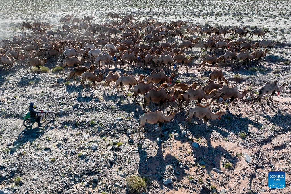 An aerial drone photo taken on July 26, 2025 shows camels on their summer migration journey in the Kazak Autonomous County of Aksay, northwest China's Gansu Province. Herders in Jia'erwuzong Village of Aksay move their camels to the summer pastures of Qilian every summer, allowing the grasslands to rejuvenate and ensuring the sustainability of their animal husbandry. (Photo: Xinhua)