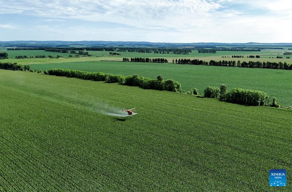 An aerial drone photo taken on July 27, 2025 shows an agricultural helicopter flying above a corn field at the Beidahuang Group Heilongjiang Weishan Farm in Wudalianchi City, northeast China's Heilongjiang Province. Aerial crop protection operations have commenced across various agricultural production units of the Beidahuang Group, covering more than 30 million mu (about 2 million hectares) of dry farmlands.（Photo: Xinhua)