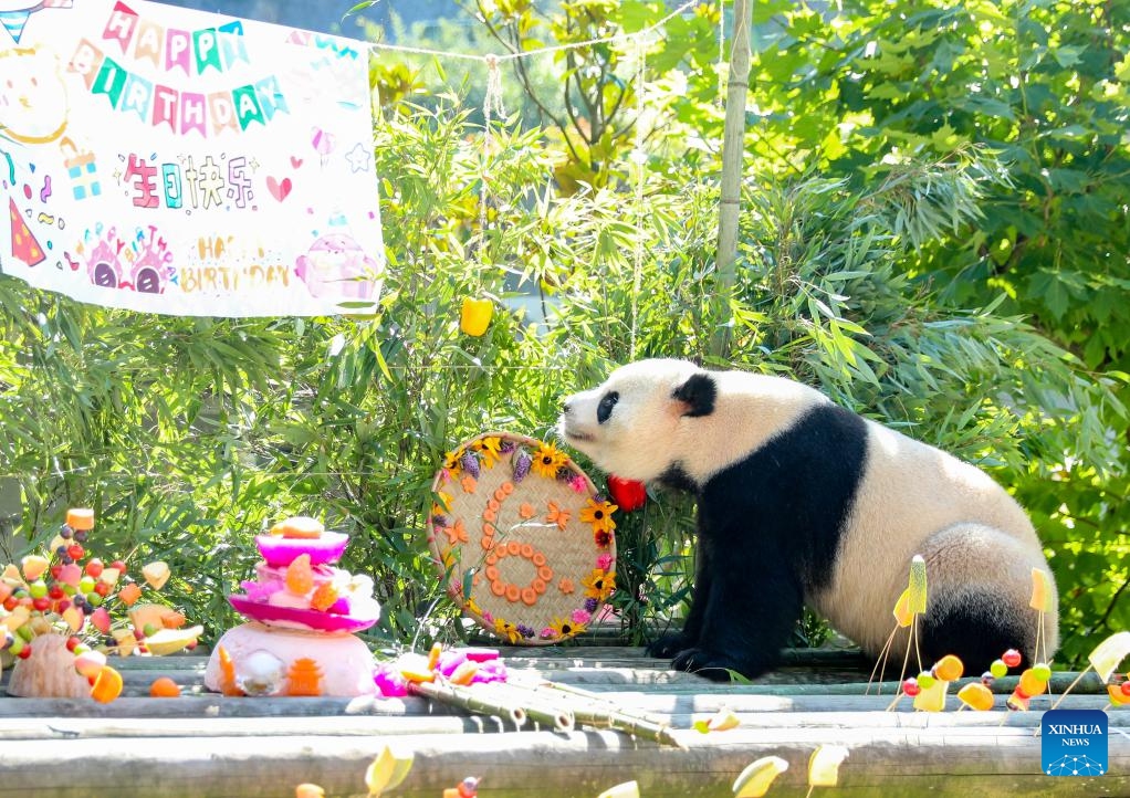 Giant panda Yi Jia enjoys a birthday meal at a giant panda conservation complex on Huaying Mountain in Guang'an City, southwest China's Sichuan Province, July 27, 2025. A birthday party was held here to celebrate the birthday of giant pandas Lin Xi and Yi Jia.（Photo: Xinhua)