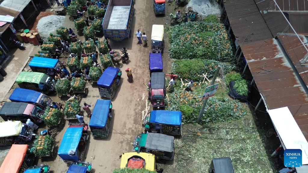 An aerial drone photo taken on July 25, 2025 shows a local pineapple wholesale market in Tangail, Bangladesh. Tangail is the largest pineapple cultivation area in Bangladesh.(Photo: Xinhua)