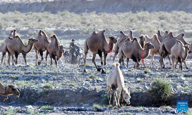This photo taken on July 26, 2025 shows camels on their summer migration journey in the Kazak Autonomous County of Aksay, northwest China's Gansu Province. Herders in Jia'erwuzong Village of Aksay move their camels to the summer pastures of Qilian every summer, allowing the grasslands to rejuvenate and ensuring the sustainability of their animal husbandry. (Photo: Xinhua)