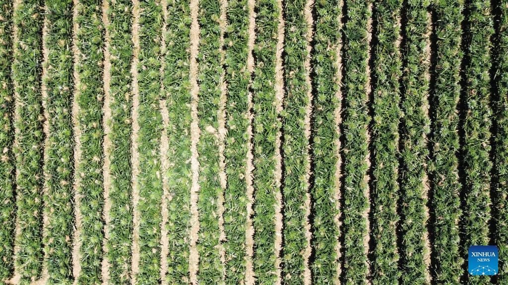 An aerial drone photo taken on July 25, 2025 shows a pineapple plantation in Tangail, Bangladesh. Tangail is the largest pineapple cultivation area in Bangladesh.(Photo: Xinhua)
