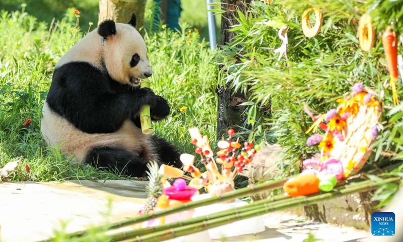 Giant panda Yi Jia enjoys a birthday meal at a giant panda conservation complex on Huaying Mountain in Guang'an City, southwest China's Sichuan Province, July 27, 2025. A birthday party was held here to celebrate the birthday of giant pandas Lin Xi and Yi Jia.（Photo: Xinhua)