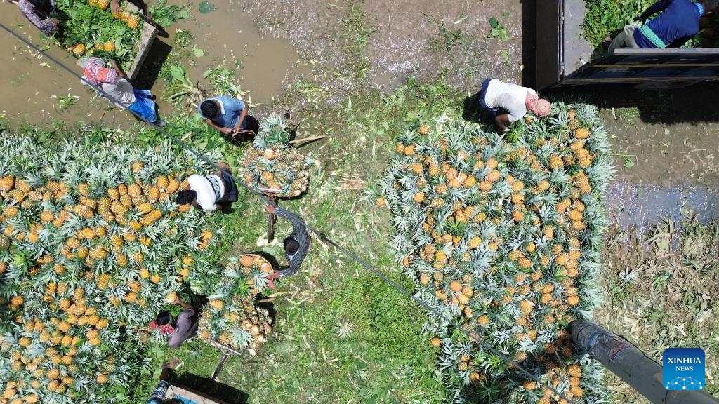 An aerial drone photo taken on July 25, 2025 shows a local pineapple wholesale market in Tangail, Bangladesh. Tangail is the largest pineapple cultivation area in Bangladesh.(Photo: Xinhua)
