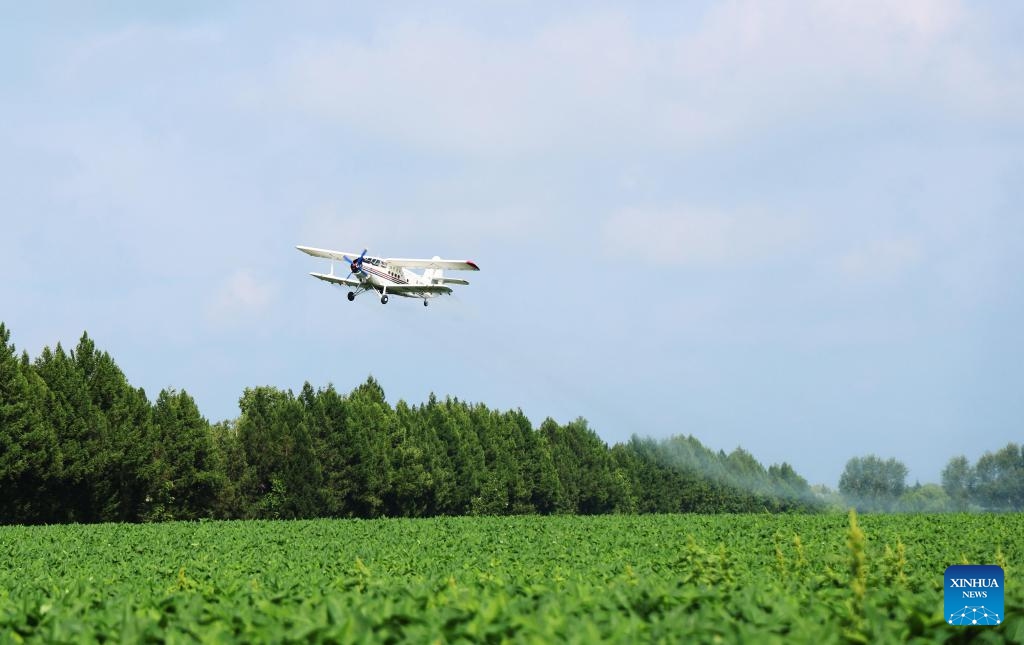 An agricultural aircraft flies above a soybean field at the Beidahuang Group Heilongjiang Hongxing Farm in Bei'an, northeast China's Heilongjiang Province, July 25, 2025. Aerial crop protection operations have commenced across various agricultural production units of the Beidahuang Group, covering more than 30 million mu (about 2 million hectares) of dry farmlands.（Photo: Xinhua)