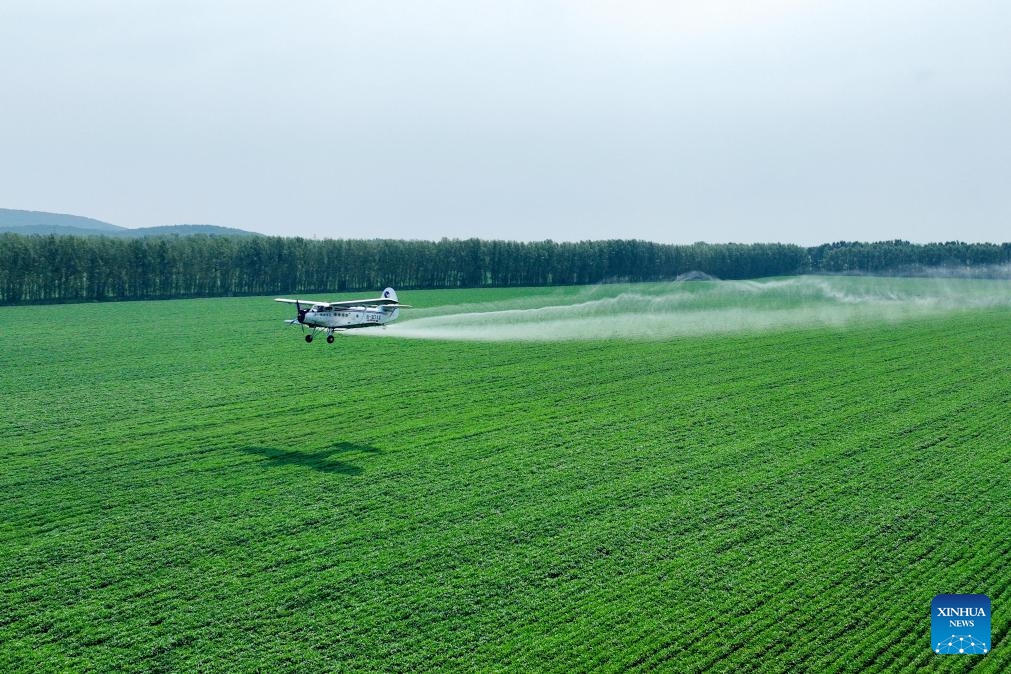 A drone photo taken on July 25, 2025 shows an agricultural aircraft flying above a field at the Beidahuang Group Heilongjiang Gongqing Farm in Hegang City, northeast China's Heilongjiang Province. Aerial crop protection operations have commenced across various agricultural production units of the Beidahuang Group, covering more than 30 million mu (about 2 million hectares) of dry farmlands.（Photo: Xinhua)