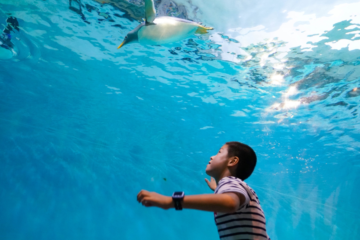 A child is captivated by a penguin at the Harbin Polar Park in Harbin, Northeast China's Heilongjiang Province, on July 29, 2025. As the summer vacation season peaked, the park saw a surge in visitors. Photo: VCG