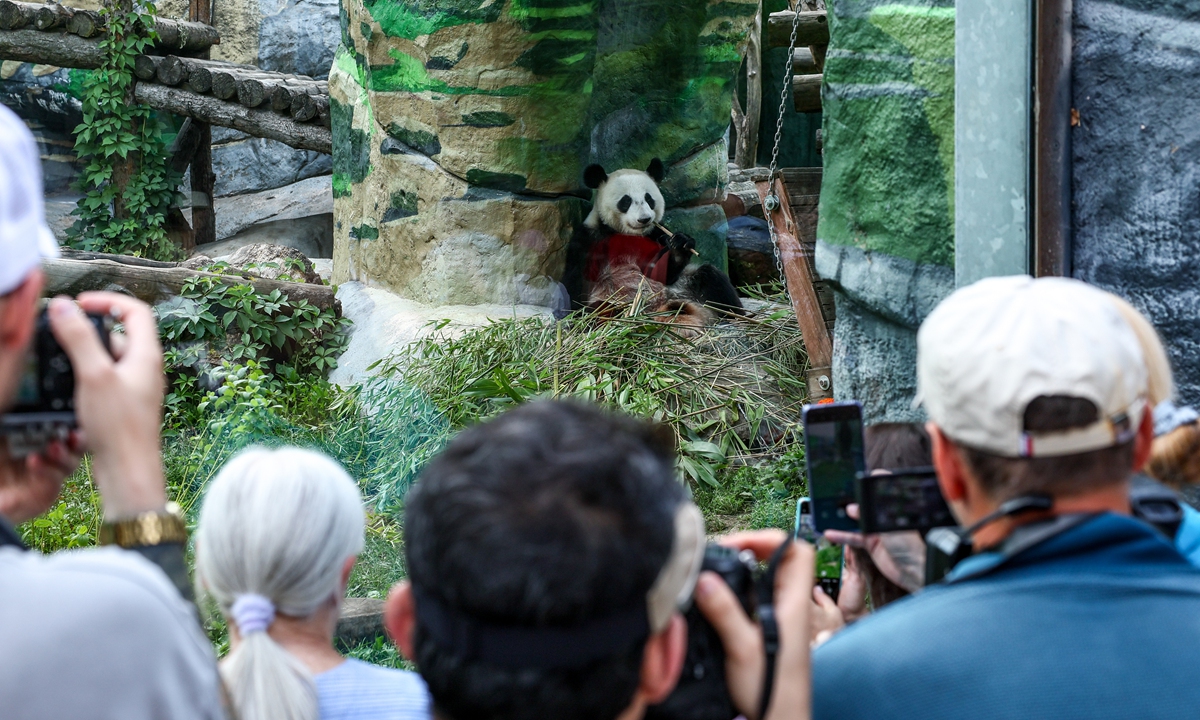 People take photos of giant panda Ding Ding during a celebration of her 8th birthday at Moscow Zoo, Moscow, Russia, on July 30, 2025. A number of tourists lined up at the zoo to see the adorable panda. Ding Ding arrived in Moscow on April 29, 2019 for a 15-year scientific program.?
Photo: VCG