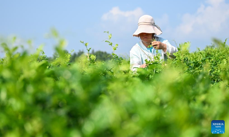 A villager harvests vine tea at a vine tea plantation in Laifeng County of Enshi Tujia and Miao Autonomous Prefecture, central China's Hubei Province, Aug. 2, 2025. Laifeng County has leveraged comprehensive industrial chain development to optimize the business ecosystem for vine tea cultivation. The county has expanded its vine tea plantations to 102,000 mu (about 6,800 hectares), generating an annual output value of 2.253 billion yuan (about 321.4 million U.S. dollars). The industry has lifted household incomes for over 20,000 rural families. Photo: Xinhua