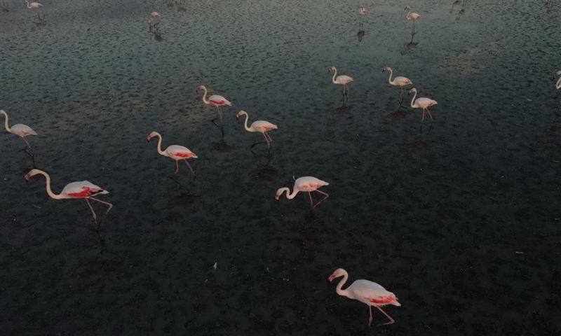 Flamingos are seen at Sel Kapani Dam Lake in Ankara, Türkiye, on Aug. 2, 2025. (Mustafa Kaya/Handout via Xinhua)